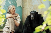 Jane Goodall and a chimp